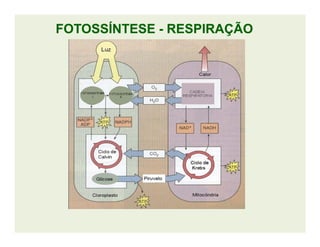 FOTOSSÍNTESEFOTOSSÍNTESE -- RESPIRAÇÃORESPIRAÇÃO
 