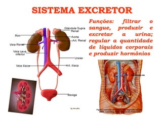 SISTEMA EXCRETOR
         Funções:    filtrar   o
         sangue, produzir e
         excretar    a    urina;
         regular a quantidade
         de líquidos corporais
         e produzir hormônios
 