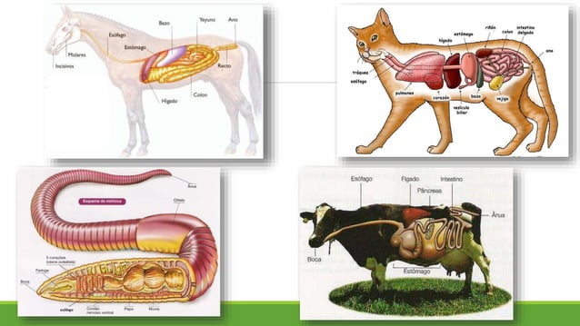 Sistema digestório - Anatomia animal | PPT