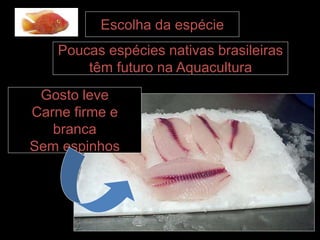 Escolha da espécie
Gosto leve
Carne firme e
branca
Sem espinhos
Poucas espécies nativas brasileiras
têm futuro na Aquacultura
 