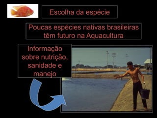 Escolha da espécie
Poucas espécies nativas brasileiras
têm futuro na Aquacultura
Informação
sobre nutrição,
sanidade e
manejo
 
