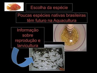 Escolha da espécie
Poucas espécies nativas brasileiras
têm futuro na Aquacultura
Informação
sobre
reprodução e
larvicultura
 