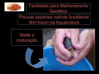 Poucas espécies nativas brasileiras
têm futuro na Aquacultura
Idade a
maturação
Facilidade para Melhoramento
Genético
 
