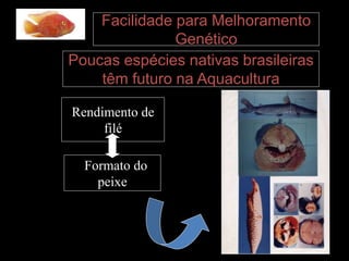 Poucas espécies nativas brasileiras
têm futuro na Aquacultura
Facilidade para Melhoramento
Genético
Rendimento de
filé
Formato do
peixe
 