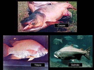 Carpas
Tilápia Salmão
 