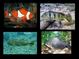 Tucunaré
Dourado Pacu
 