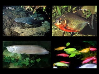 Piranha
Pintado
 