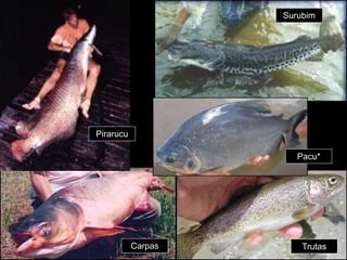 Pirarucu
Carpas Trutas
Pacu*
Surubim
 