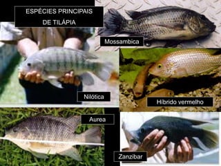 ESPÉCIES PRINCIPAIS
DE TILÁPIA
Nilótica
Aurea
Zanzibar
Mossambica
Híbrido vermelho
 