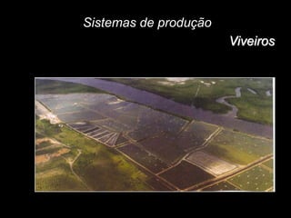 Sistemas de produção
Viveiros
 