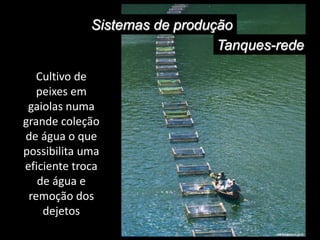 Sistemas de produção
Tanques-rede
Cultivo de
peixes em
gaiolas numa
grande coleção
de água o que
possibilita uma
eficiente troca
de água e
remoção dos
dejetos
 