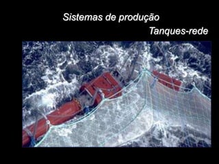Sistemas de produção
Tanques-rede
 