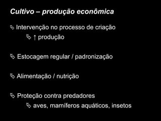 Cultivo – produção econômica
 Intervenção no processo de criação
 ↑ produção
 Estocagem regular / padronização
 Alimentação / nutrição
 Proteção contra predadores
 aves, mamíferos aquáticos, insetos
 