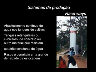 Sistemas de produção
Abastecimento contínuo de
água nos tanques de cultivo.
Tanques retangulares ou
circulares de concreto ou
outro material que resistam
ao atrito constante da água
Rasos e permitem uma grande
densidade de estocagem
Race ways
 