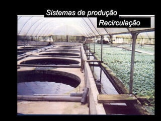 Sistemas de produção
Recirculação
 