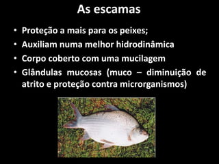 As escamas
• Proteção a mais para os peixes;
• Auxiliam numa melhor hidrodinâmica
• Corpo coberto com uma mucilagem
• Glândulas mucosas (muco – diminuição de
atrito e proteção contra microrganismos)
 