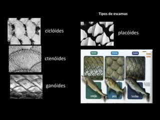 Tipos de escamas
ctenóides
ganóides
ciclóides placóides
 