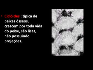 • Ciclóides : típica de
peixes ósseos,
crescem por toda vida
do peixe, são lisas,
não possuindo
projeções.
 