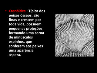 • Ctenóides : Típica dos
peixes ósseos, são
finas e crescem por
toda vida, possuem
pequenas projeções
formando uma coroa
de minúsculos
espinhos, que
conferem aos peixes
uma aparência
áspera.
 
