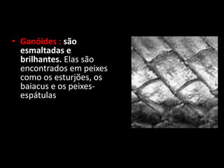 • Ganóides : são
esmaltadas e
brilhantes. Elas são
encontrados em peixes
como os esturjões, os
baiacus e os peixes-
espátulas
 
