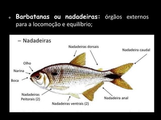  Barbatanas ou nadadeiras: órgãos externos
para a locomoção e equilíbrio;
 