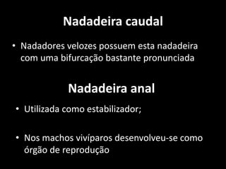 Nadadeira caudal
• Nadadores velozes possuem esta nadadeira
com uma bifurcação bastante pronunciada
Nadadeira anal
• Utilizada como estabilizador;
• Nos machos vivíparos desenvolveu-se como
órgão de reprodução
 