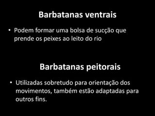 Barbatanas ventrais
• Podem formar uma bolsa de sucção que
prende os peixes ao leito do rio
• Utilizadas sobretudo para orientação dos
movimentos, também estão adaptadas para
outros fins.
Barbatanas peitorais
 
