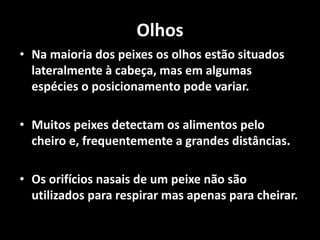 Olhos
• Na maioria dos peixes os olhos estão situados
lateralmente à cabeça, mas em algumas
espécies o posicionamento pode variar.
• Muitos peixes detectam os alimentos pelo
cheiro e, frequentemente a grandes distâncias.
• Os orifícios nasais de um peixe não são
utilizados para respirar mas apenas para cheirar.
 