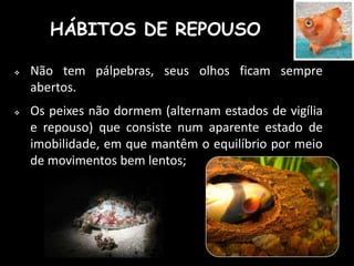  Não tem pálpebras, seus olhos ficam sempre
abertos.
 Os peixes não dormem (alternam estados de vigília
e repouso) que consiste num aparente estado de
imobilidade, em que mantêm o equilíbrio por meio
de movimentos bem lentos;
HÁBITOS DE REPOUSO
 