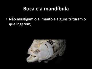 Boca e a mandíbula
• Não mastigam o alimento e alguns trituram o
que ingerem;
 