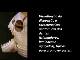 Visualização da
disposição e
características
anatômicas dos
dentes
(triangulares,
laminares e
aguçados), típicos
para promover cortes.
 