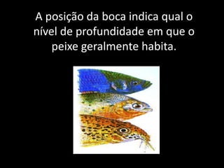 A posição da boca indica qual o
nível de profundidade em que o
peixe geralmente habita.
 