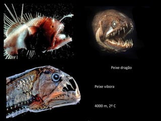 Peixe dragão
Peixe vibora
4000 m, 2º C
 