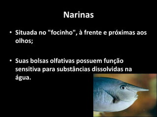 Narinas
• Situada no "focinho", à frente e próximas aos
olhos;
• Suas bolsas olfativas possuem função
sensitiva para substâncias dissolvidas na
água.
 