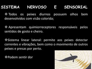SISTEMA NERVOSO E SENSORIAL
 Todos os peixes diurnos possuem olhos bem
desenvolvidos com visão colorida;
 Apresentam quimiorreceptores responsáveis pelos
sentidos de gosto e cheiro.
Sistema linear lateral: permite aos peixes detectar
correntes e vibrações, bem como o movimento de outros
peixes e presas por perto.
Podem sentir dor
 