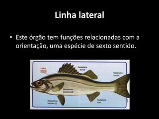 Linha lateral
• Este órgão tem funções relacionadas com a
orientação, uma espécie de sexto sentido.
 