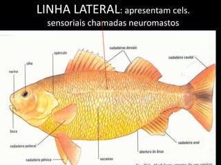 LINHA LATERAL: apresentam cels.
sensoriais chamadas neuromastos
 