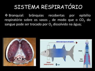 SISTEMA RESPIRATÓRIO
 Branquial: brânquias recobertas por epitélio
respiratório sobre os vasos , de modo que o CO2 do
sangue pode ser trocado por O2 dissolvido na água;
 