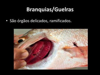 Branquias/Guelras
• São órgãos delicados, ramificados.
 