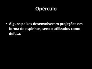 Opérculo
• Alguns peixes desenvolveram projeções em
forma de espinhos, sendo utilizados como
defesa.
 