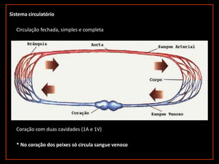 Sistema circulatório
Coração com duas cavidades (1A e 1V)
* No coração dos peixes só circula sangue venoso
Circulação fechada, simples e completa
 
