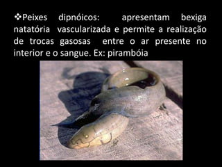 Peixes dipnóicos: apresentam bexiga
natatória vascularizada e permite a realização
de trocas gasosas entre o ar presente no
interior e o sangue. Ex: pirambóia
 