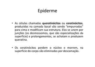 Epiderme
• As células chamadas queratinócitos ou ceratinócitos,
produzidas na camada basal vão sendo “empurradas”
para cima e modificam sua estrutura. Elas se unem por
junções (os desmossomos, que são especializações da
superfície) e prolongamentos, se achatam e produzem
queratina.
• Os ceratinócitos perdem o núcleo e morrem, na
superfície do corpo são eliminadas por descamação.
 