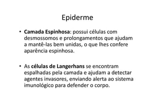 Epiderme
• Camada Espinhosa: possui células com
desmossomos e prolongamentos que ajudam
a mantê-las bem unidas, o que lhes confere
aparência espinhosa.
• As células de Langerhans se encontram
espalhadas pela camada e ajudam a detectar
agentes invasores, enviando alerta ao sistema
imunológico para defender o corpo.
 
