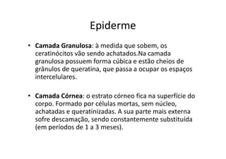 Epiderme
• Camada Granulosa: à medida que sobem, os
ceratinócitos vão sendo achatados.Na camada
granulosa possuem forma cúbica e estão cheios de
grânulos de queratina, que passa a ocupar os espaços
intercelulares.
• Camada Córnea: o estrato córneo fica na superfície do
corpo. Formado por células mortas, sem núcleo,
achatadas e queratinizadas. A sua parte mais externa
sofre descamação, sendo constantemente substituída
(em períodos de 1 a 3 meses).
 