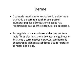 Derme
• A camada imediatamente abaixo da epiderme é
chamada de camada papilar pois possui
inúmeras papilas dérmicas encaixadas nas
reentrâncias da superfície irregular da epiderme.
• Em seguida há a camada reticular que contém
mais fibras elásticas, além de vasos sanguíneos e
linfáticos e terminações nervosas, também são
encontradas glândulas sebáceas e sudoríparas e
as raízes dos pelos.
 