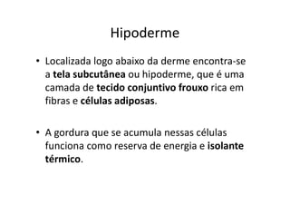 Hipoderme
• Localizada logo abaixo da derme encontra-se
a tela subcutânea ou hipoderme, que é uma
camada de tecido conjuntivo frouxo rica em
fibras e células adiposas.
• A gordura que se acumula nessas células
funciona como reserva de energia e isolante
térmico.
 