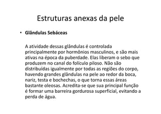 Estruturas anexas da pele
• Glândulas Sebáceas
A atividade dessas glândulas é controlada
principalmente por hormônios masculinos, e são mais
ativas na época da puberdade. Elas liberam o sebo que
produzem no canal do folículo piloso. Não são
distribuídas igualmente por todas as regiões do corpo,
havendo grandes glândulas na pele ao redor da boca,
nariz, testa e bochechas, o que torna essas áreas
bastante oleosas. Acredita-se que sua principal função
é formar uma barreira gordurosa superficial, evitando a
perda de água.
 