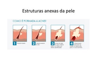 Estruturas anexas da pele
 
