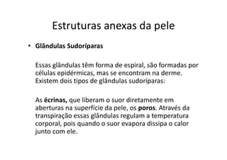 Estruturas anexas da pele
• Glândulas Sudoríparas
Essas glândulas têm forma de espiral, são formadas por
células epidérmicas, mas se encontram na derme.
Existem dois tipos de glândulas sudoríparas:
As écrinas, que liberam o suor diretamente em
aberturas na superfície da pele, os poros. Através da
transpiração essas glândulas regulam a temperatura
corporal, pois quando o suor evapora dissipa o calor
junto com ele.
 